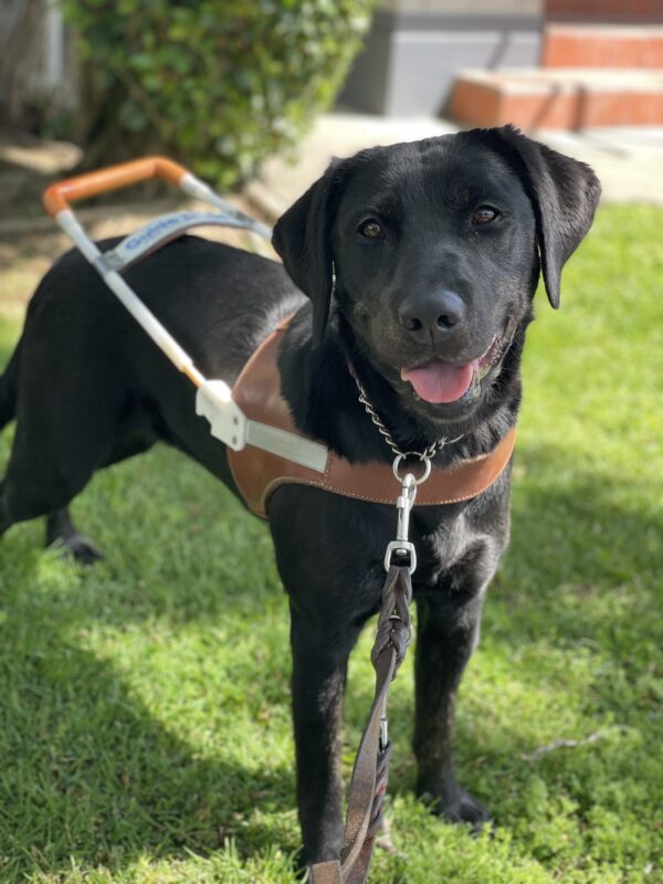 Tori stands in harness on a green lawn while gazing directly at the camera with her mouth open in a relaxed smile.