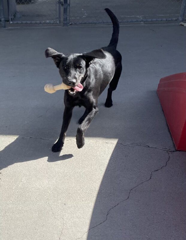 Tori captured mid leap, is holding a Nylabone in her mouth with her tongue hanging out. Her ears and tail are flipped up while gazing directly at the camera.