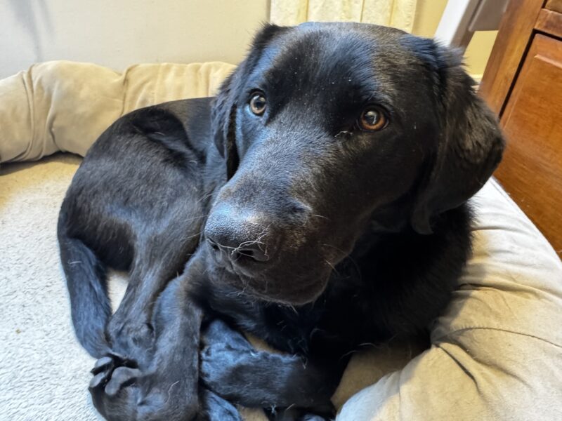 A close up of black lab Travis shows him curled up in a tan dog bed. He looks lovingly into the camera.