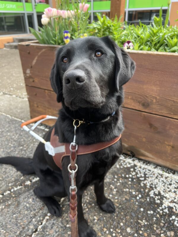 Trout, a handsome black Lab in his guide dog harness, sits proudly in front of a wooden planter box bursting with pink tulips. The soft greenery in the background and scattered white flower petals on the ground create a serene spring scene, highlighting his calm and focused demeanor.