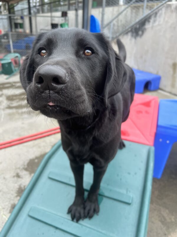 Trout, a playful black Lab, stands confidently on vibrant, colorful play structures in the community run. His front feet are neatly posed together, and his tongue is playfully sticking out, adding a touch of joy and excitement to his fun-filled moment.