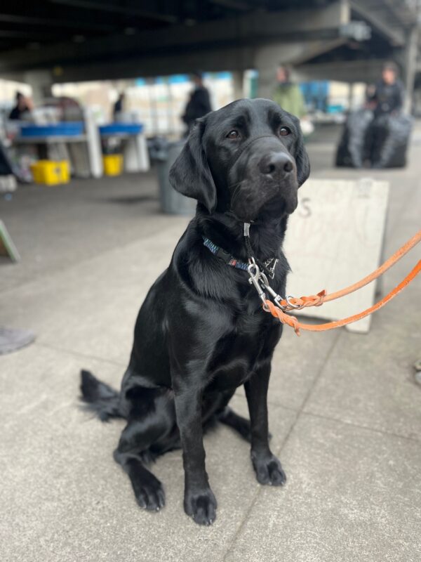 Truman is sitting on leash near a sandwich board wearing his head collar and looking at the camera. He is at a bottle drop under a bridge. There are some blue tables and yellow recycle bins blurred in the background