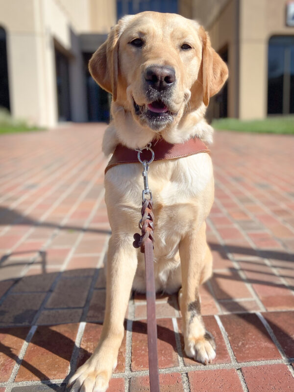 A close up of Vianey, wearing a guide dog harness, sitting on a brick patio with a little grass and a building in the background.