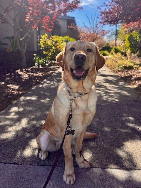 Vianey sitting on a sidewalk with tanbark, green bushes, and pretty pink trees in the background.