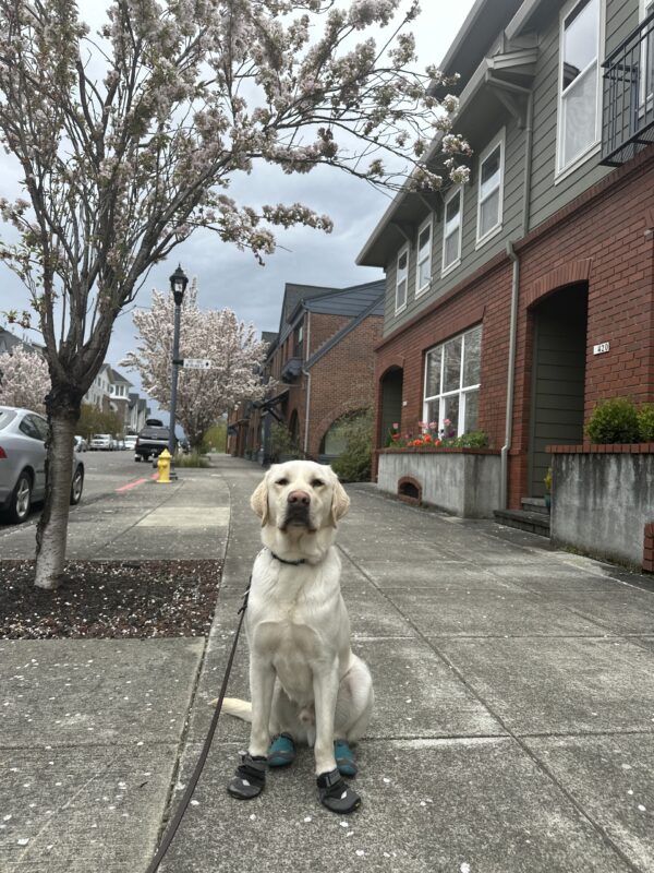 Vonny, a male yellow lab, sits with all four booties on in front of a blooming tree. There are townhouses in the background.