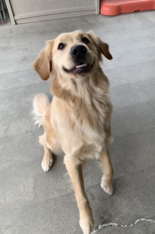 Female yellow lab/golden cross