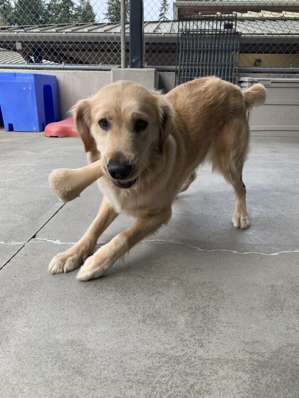 Female yellow lab/golden cross
