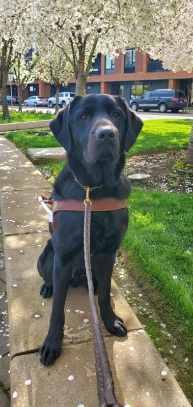 Wolf, a black lab, sits in his harness on a low wall in town, he is looking directly at the camera. Behind him are several patches of green grass and blooming white/pink trees.