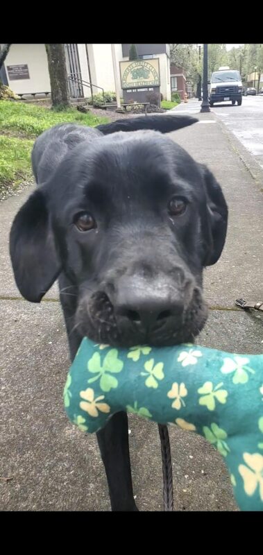 Wolf, a black lab, walks towards the camera on a sidewalk out in town. He is looking at the camera, ears folded back and tail wagging behind him. In his mouth he is holding the corner of a green stuffy bone toy that has light green and yellow shamrocks on it.