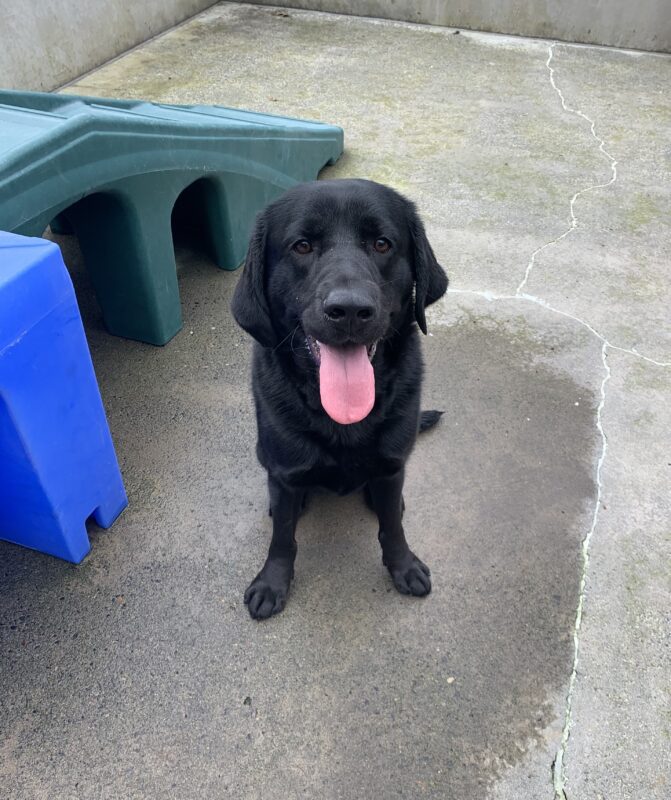 Male black lab