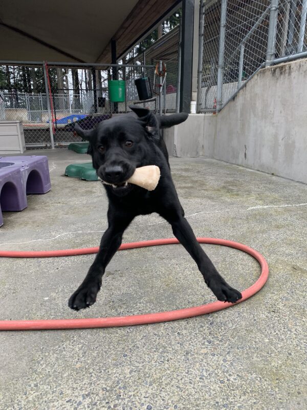 Male black lab