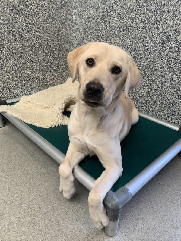 Female yellow lab