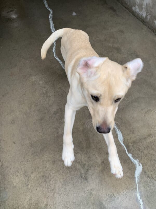 Female yellow lab
