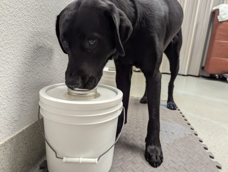 Black Lab Steve has his nose pressed to a bucket that contains odor for scent training.