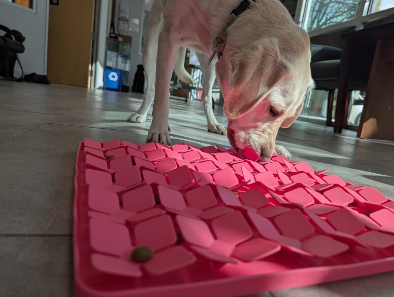 Yellow lab Empress buries her nose in a hot pink snuffle mat!