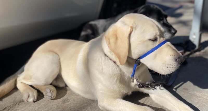 Profile of  yellow Lab Cowboy wearing his blue gentle leader.