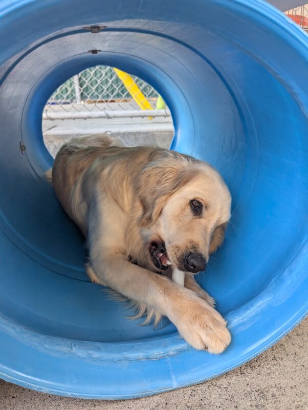 Mariner lays down inside a blue barrel play structure. He is very focused on chewing on a nylabone.
