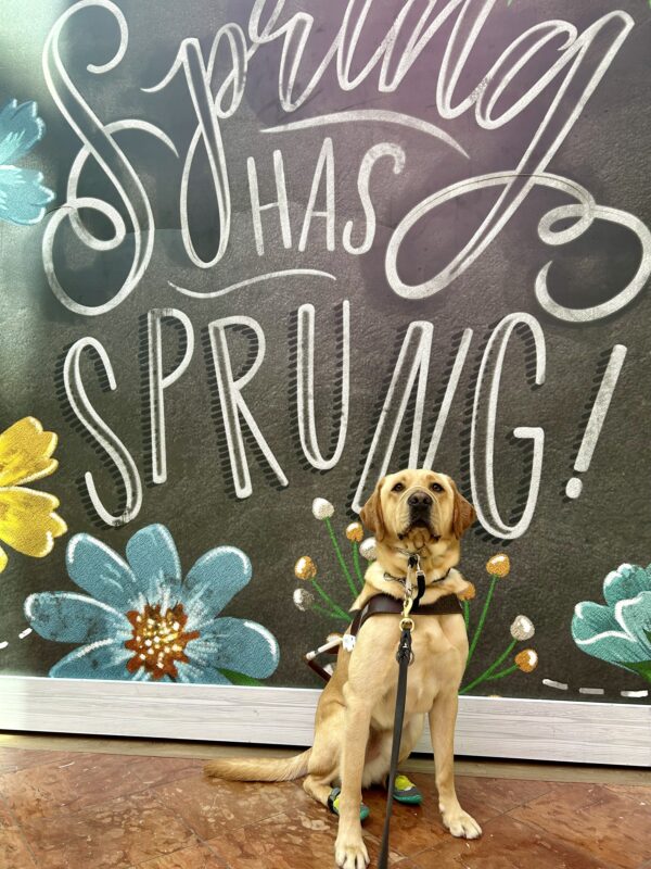 Churro sits in harness in front of a painted backdrop that says 