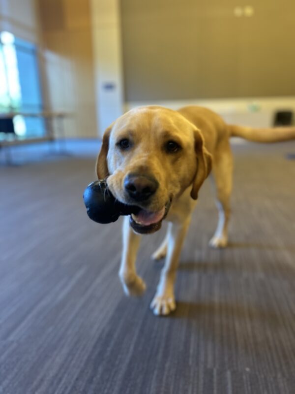 Churro is trotting towards the camera in a large room with a Kong in his mouth.