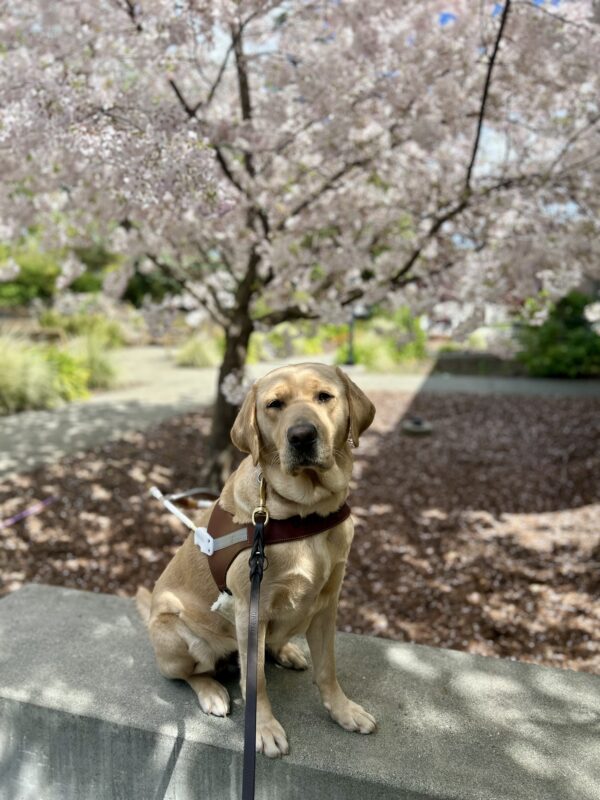 Gail sits in harness on a short cement wall in front of a tree full of light pink cherry blossoms.
