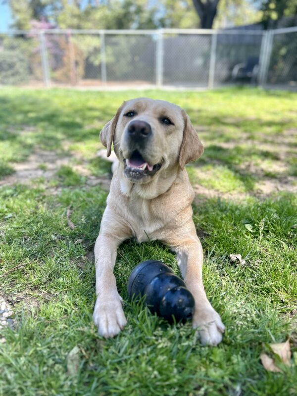 Gail is lying in the grass of an outdoor play yard. She has a Kong between her two front paws and she is looking at the camera with her mouth open.