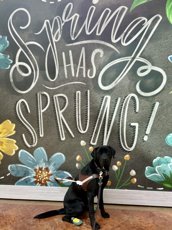 Hemingway sits in harness in front of a painted backdrop that says 