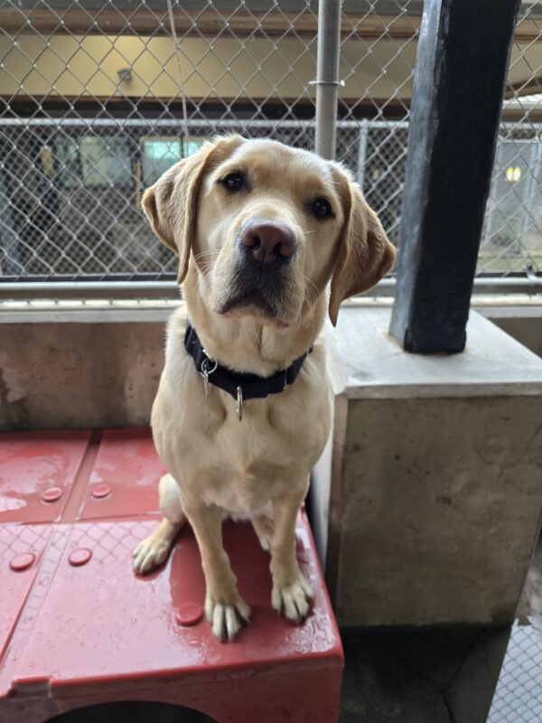 Jordana, a female yellow Labrador Retriever, is sitting on a red play structure. She is looking at the camera with a sweet expression on her face. There is a pole beside her and a fence in the background.