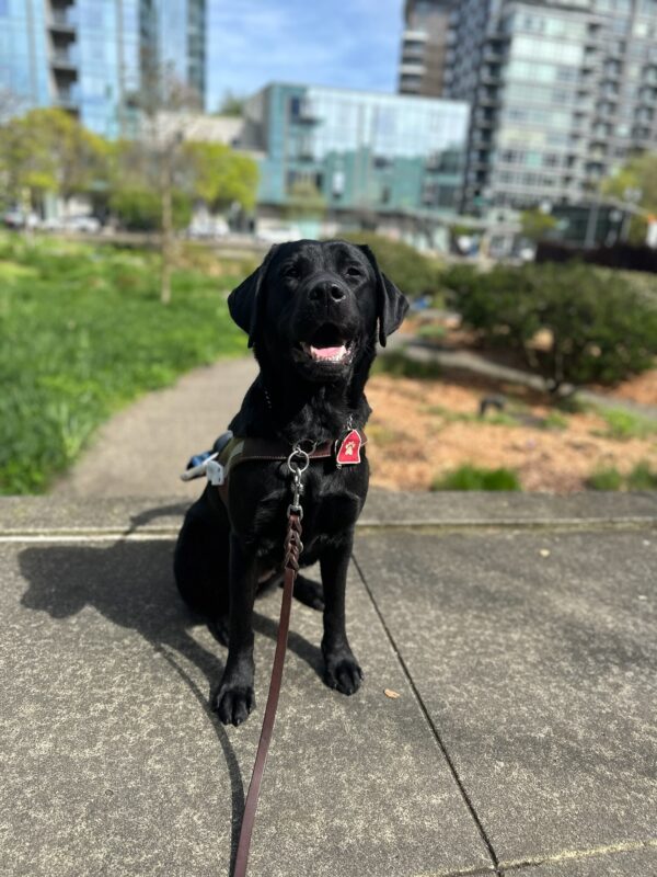 Black lab (Minnow) sitting in harness sunbathing. With beautiful greenery in the background and big tall buildings.
