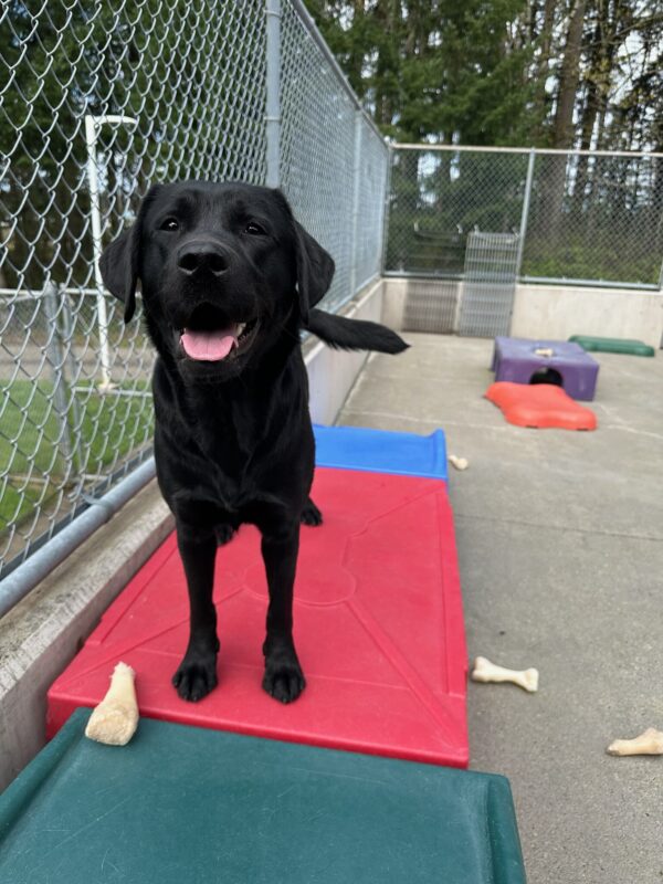 Black lab (Minnow) standing on a red play structure smiling at the camera surrounded by bones.