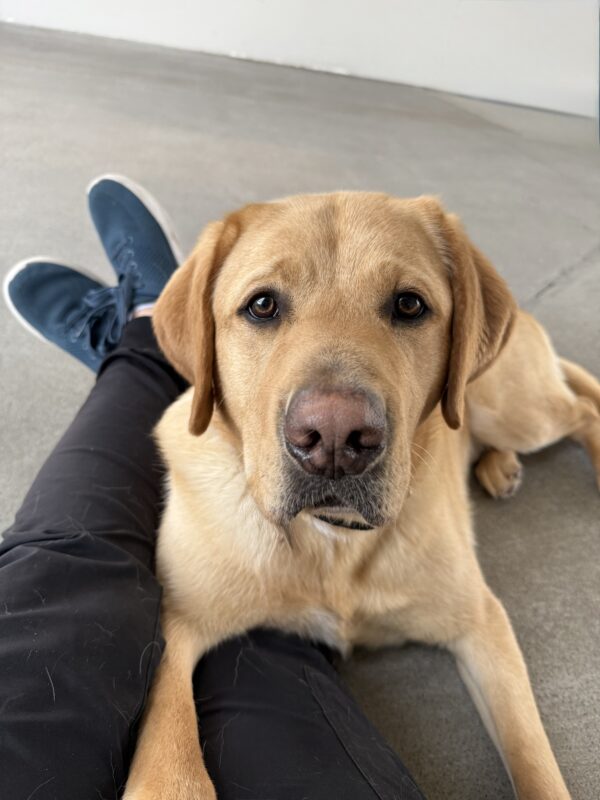 <p>Arrow takes a break from practicing obedience and lays with his right front leg across his handler's lap.</p>