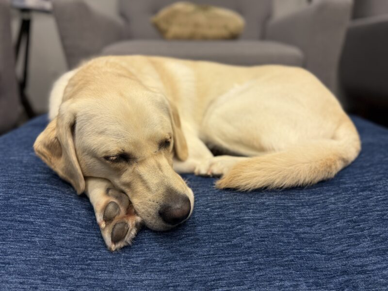 <p>Elle snoozes, curled up in a ball on a denim-colored dog bed.</p>