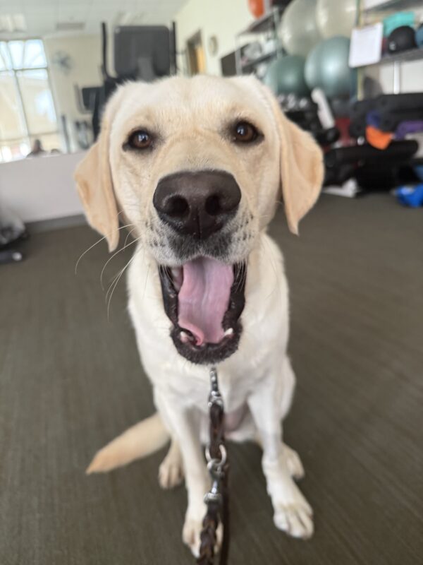 <p>Elle is captured mid-yawn while working on her obedience in the gym on the GDB campus.</p>