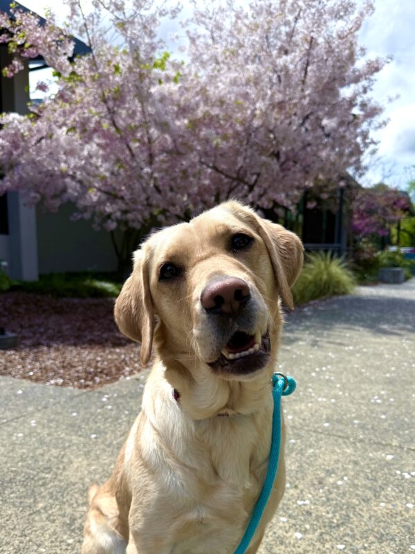 <p>Emiko poses in front of a cherry blossom tree in full bloom. She is looking directly into the camera with her head at a slight tilt.</p>