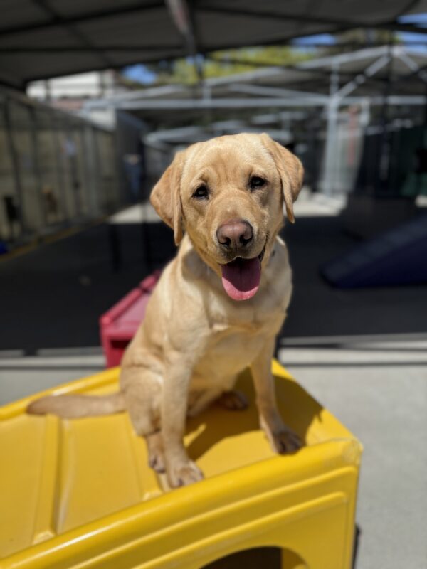 <p>Hope takes a break during community run, posing on a yellow climbing structure with her mouth open and tongue hanging out ins a relaxed smile.</p>