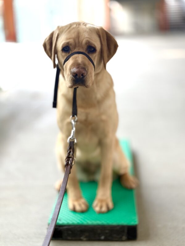 <p>Hope practices her sit-stay on a green training platform. She is wearing a black gentle leader and has a very focused expression on her face.</p>