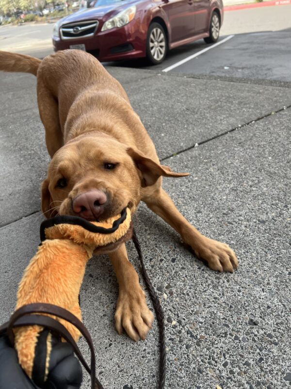 Ferb, a playful yellow Lab, unwinds after a successful route by enthusiastically playing tug with his favorite orange stuffed toy.