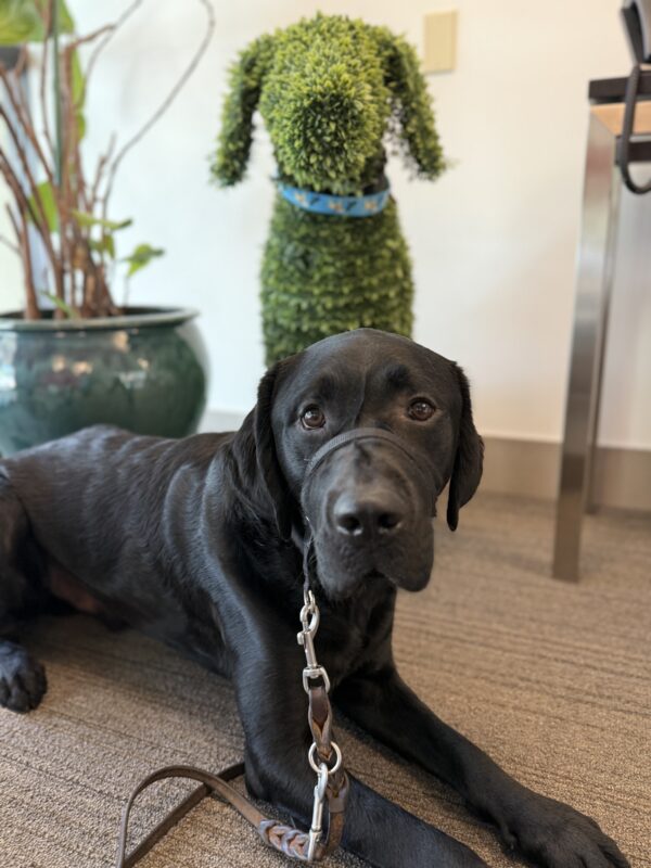 <p>Jackson lays down in front of a dog-shaped topiary statue in the admin lobby on the GDB campus.</p>