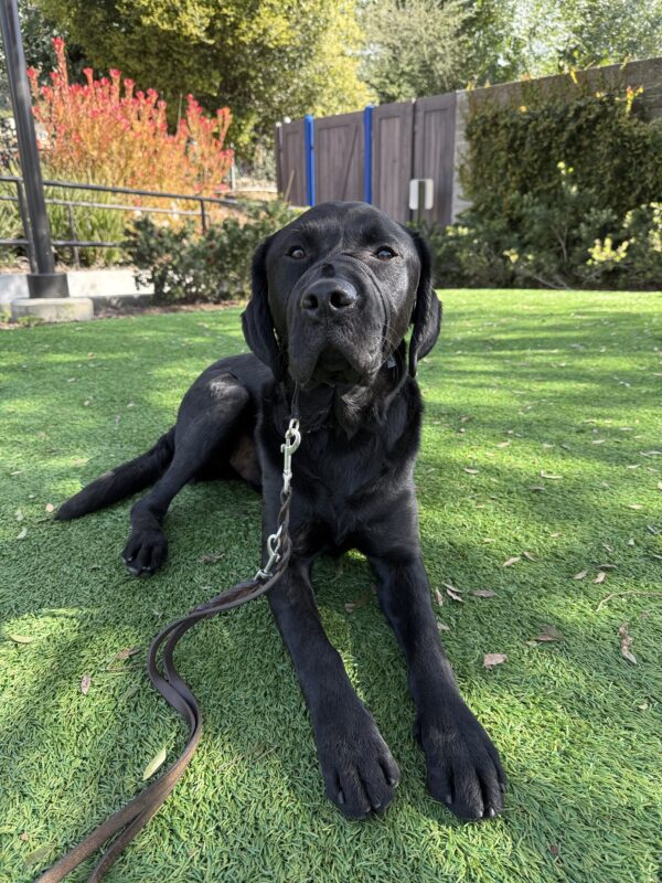 <p>Jackson lays on a patch of green turf in the tree-filtered sunlight.</p>