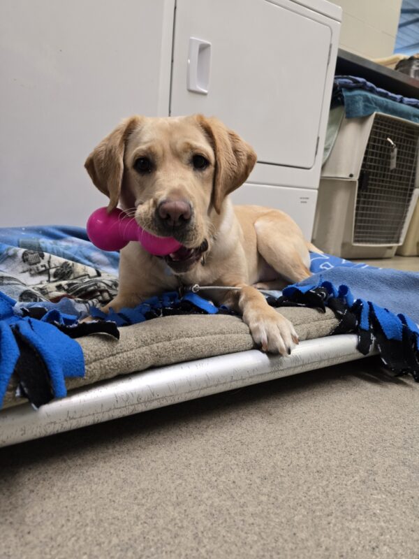 Jordana, a female yellow Labrador Retriever, is laying on a cozy bed with a blue blanket on it and is holding a pink rubber toy in her mouth. She is looking at the camera with a playful expression on her face. In the background, there is a white door and a crate.