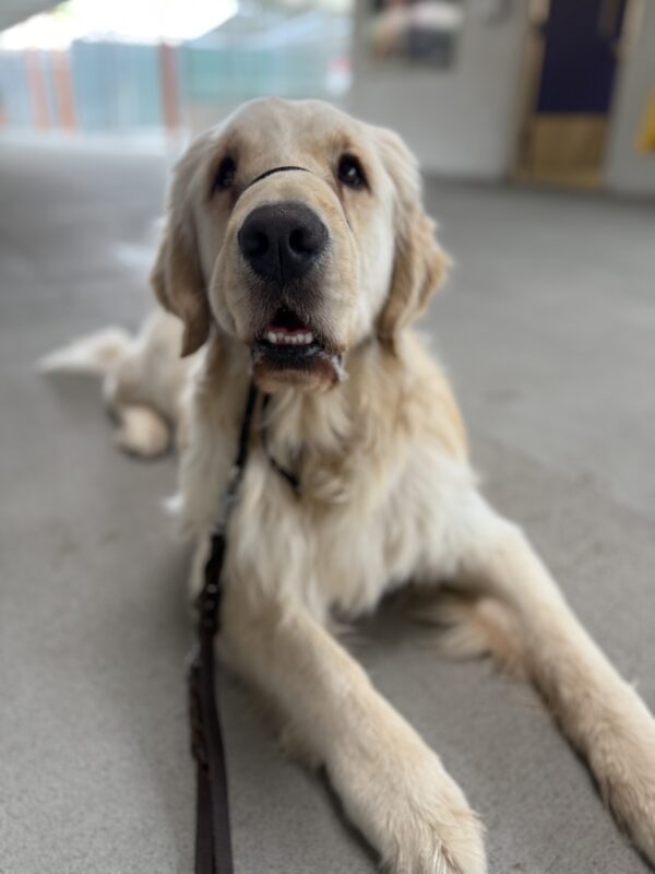 <p>Mills practices a down as we run through his obedience cues.</p>