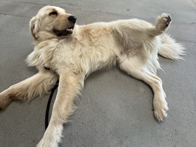<p>Mills goofs off, rolling on his side with his back leg up in the air and a relaxed smile on his face.</p>