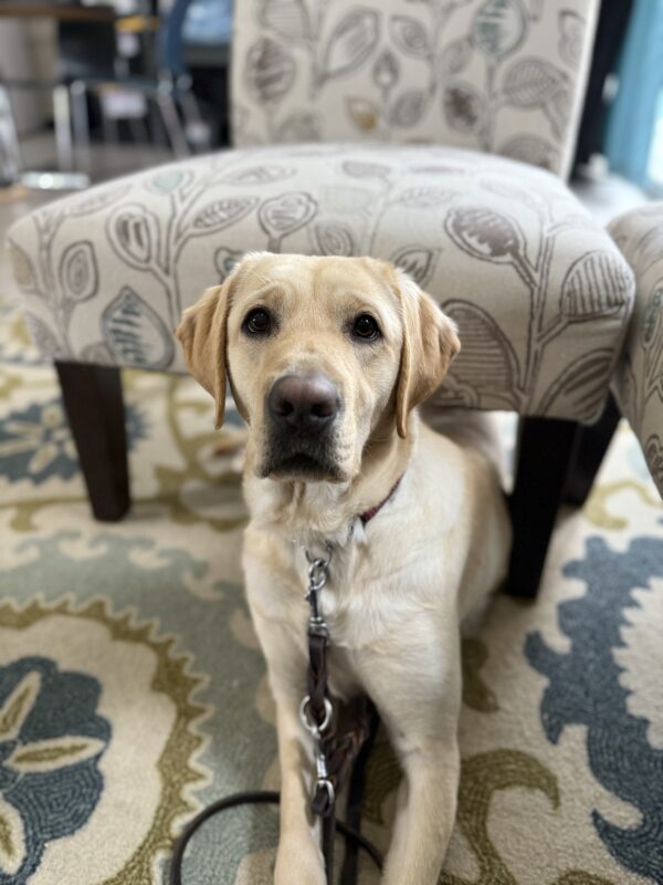 <p>Nectarine practices settling under an upholstered chair, laying on a floral rug. She is looking up at the camera in anticipation of a treat!</p>