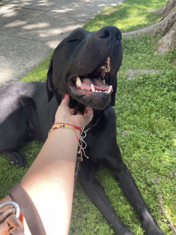 Poco relaxes in a down on a patch of green grass after a route. His eyes are closed and his mouth is open with an expression of pure joy while receiving some good chin scratches from his instructor.