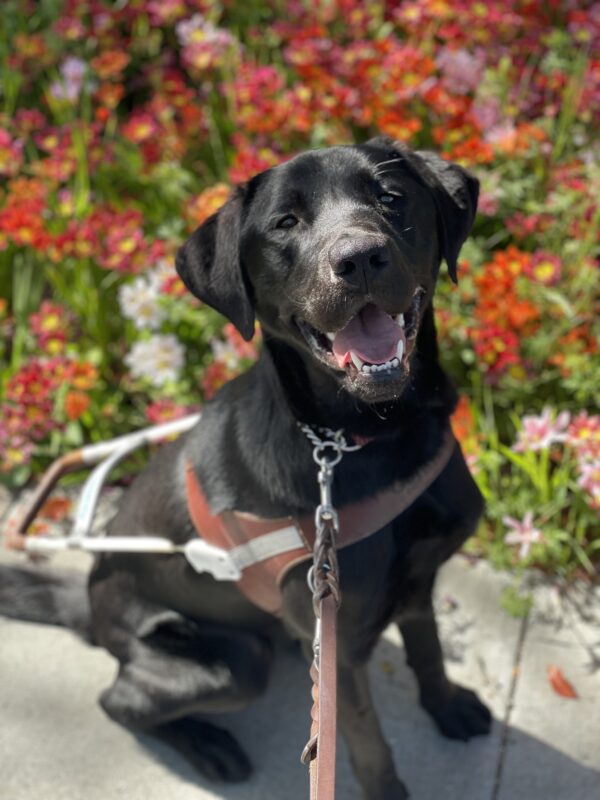 Poco sits in harness in front of a bed of colorful yellow, red and orange flowers. He is gazing handsomely at the camera with an open mouth grin.