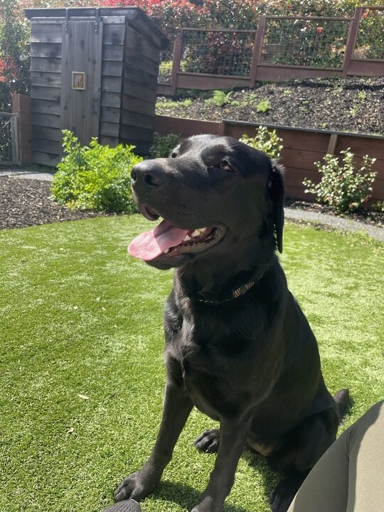 <p>Proper sits in the grass in the backyard in her foster home. She is soaking up the sun with her mouth open in a relaxed smile.</p>