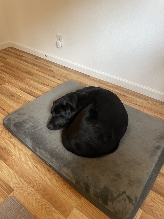 <p>Proper is curled up in a tight ball, napping in the middle of a big grey dog bed.</p>
