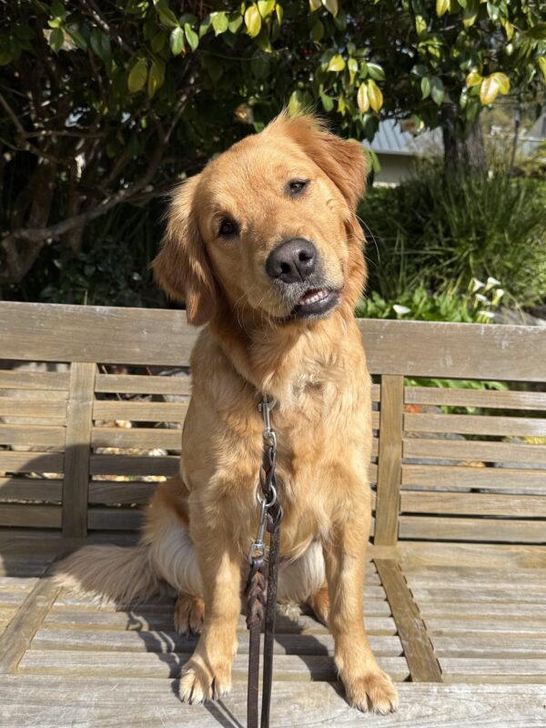 <p>Rumple sits on a wooden bench on the GDB campus. She is looking at the camera with her head cocked to the side in a curious expression.</p>