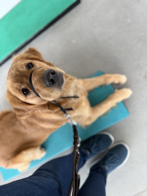 <p>Rumple lays on a teal training platform, looking up at her handler awaiting her treat for being such a good girl!</p>