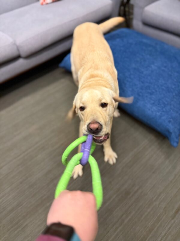 <p>Wingman plays tug with his handler with a green and purple 3-ring rubber toy.</p>