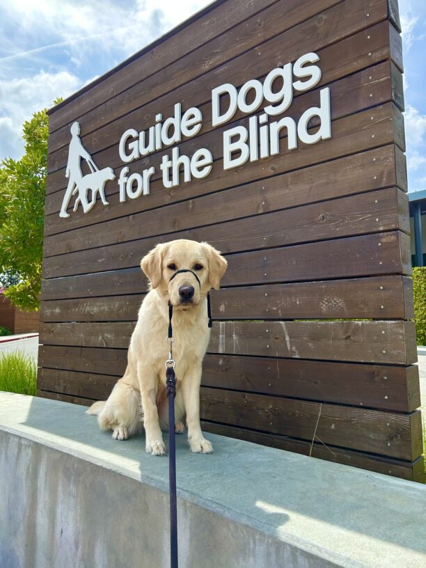 Naya sits on a concrete wall in front of a large wooden sign that reads Guide Dogs For The Blind. She is looking at the camera.